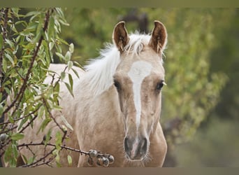 Quarab Croisé, Étalon, Poulain (04/2024), 159 cm, Palomino