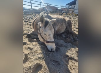 Quarab, Gelding, 10 years, 15 hh, Can be white