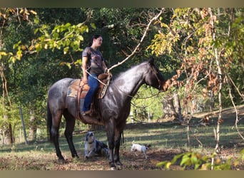 Quarab, Gelding, 10 years, Roan-Blue