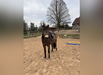 Quarab, Gelding, 13 years, 14,1 hh, Buckskin