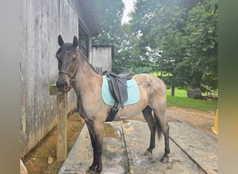 Quarab, Gelding, 2 years, 14 hh, Roan-Blue