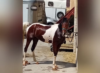 Quarab, Gelding, 4 years, 15,1 hh, Tobiano-all-colors