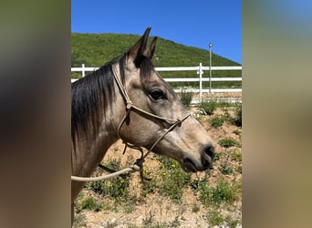 Quarab, Gelding, 5 years, 15 hh, Buckskin