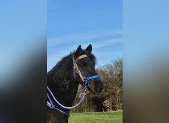 Quarab, Gelding, 6 years, 15,1 hh, Bay-Dark