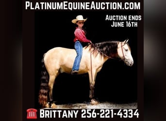 Quarab, Gelding, 7 years, 13 hh, Buckskin