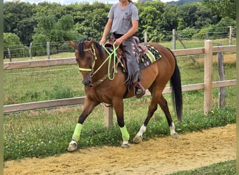 Quarab Mix, Gelding, 7 years, 15,1 hh, Brown