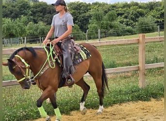 Quarab Mix, Gelding, 7 years, 15,1 hh, Brown