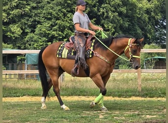 Quarab Mix, Gelding, 7 years, 15,1 hh, Brown
