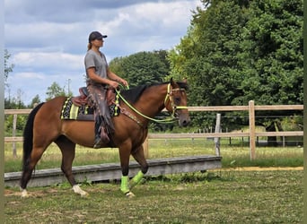 Quarab Mix, Gelding, 7 years, 15,1 hh, Brown