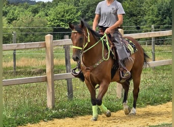 Quarab Mix, Gelding, 7 years, 15,1 hh, Brown