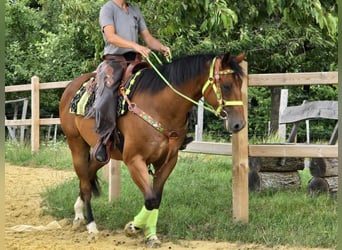 Quarab Mix, Gelding, 7 years, 15,1 hh, Brown