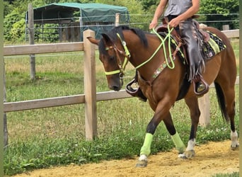 Quarab Mix, Gelding, 7 years, 15,1 hh, Brown