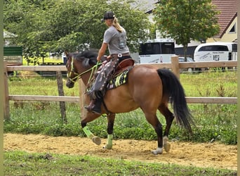 Quarab Mix, Gelding, 7 years, 15,1 hh, Brown