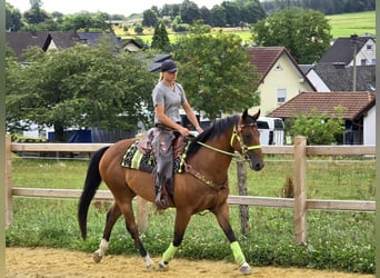 Quarab Mix, Gelding, 7 years, 15,1 hh, Brown