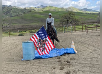 Quarab, Gelding, 8 years, Bay