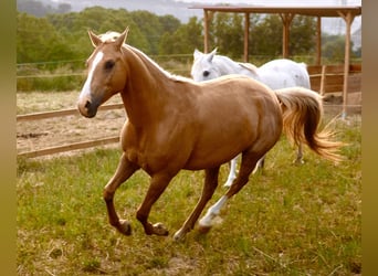 Quarab, Giumenta, 11 Anni, 160 cm, Palomino