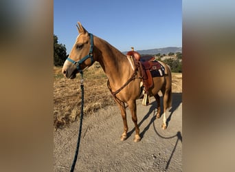 Quarab, Giumenta, 11 Anni, 160 cm, Palomino