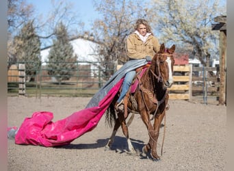 Quarab, Giumenta, 13 Anni, 147 cm, Sauro