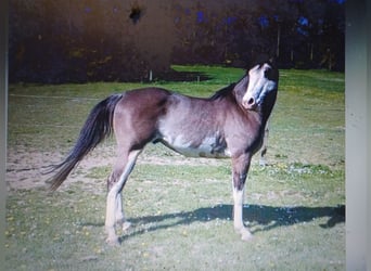 Quarab, Giumenta, 1 Anno, 155 cm, Grullo