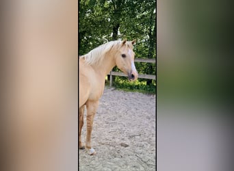 Quarab, Giumenta, 20 Anni, 144 cm, Dunalino