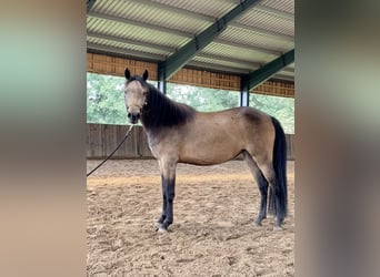 Quarab Mix, Giumenta, 3 Anni, 140 cm, Pelle di daino