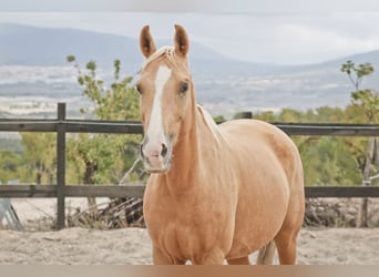 Quarab Mix, Giumenta, 9 Anni, 154 cm, Palomino