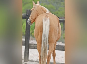 Quarab Mix, Giumenta, 9 Anni, 154 cm, Palomino