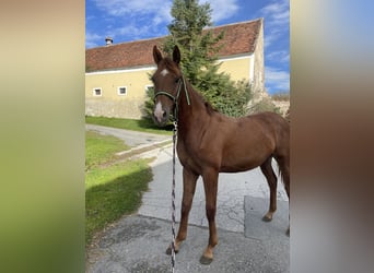 Quarab Mix, Hengst, 1 Jaar, 155 cm, Vos