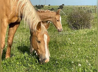 Quarab Mix, Hengst, 1 Jahr, Palomino