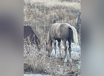 Quarab Mix, Hengst, 1 Jahr, Palomino