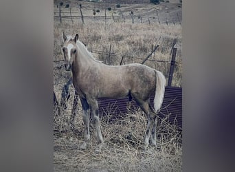 Quarab Mix, Hengst, 1 Jahr, Palomino