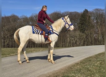 Quarab Croisé, Hongre, 4 Ans, 155 cm, Cremello