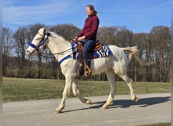 Quarab Croisé, Hongre, 4 Ans, 155 cm, Cremello