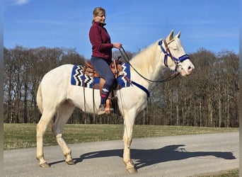 Quarab Croisé, Hongre, 4 Ans, 155 cm, Cremello