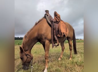 Quarab, Hongre, 4 Ans, 156 cm, Alezan