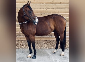 Quarab Croisé, Hongre, 7 Ans, 149 cm, Bai