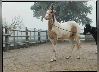 Quarab, Jument, 2 Ans, 145 cm, Palomino