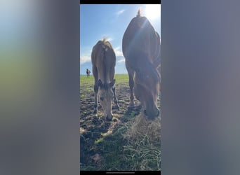 Quarab, Jument, Poulain (05/2024), Buckskin