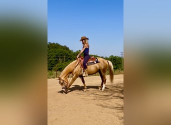 Quarab, Klacz, 11 lat, 160 cm, Izabelowata