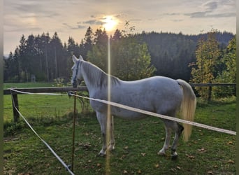 Quarab, Klacz, 12 lat, 147 cm, Siwa