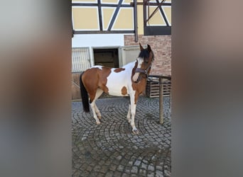 Quarab, Klacz, 13 lat, 156 cm, Srokata