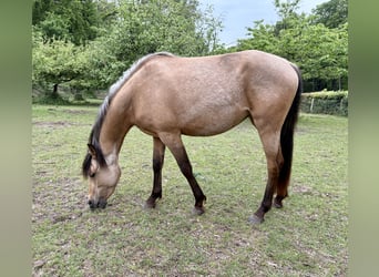 Quarab, Klacz, 3 lat, 140 cm, Jelenia