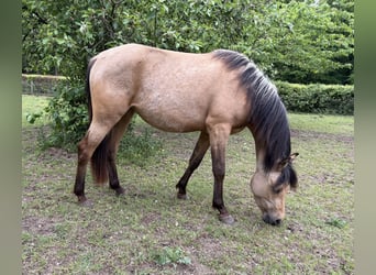 Quarab, Klacz, 3 lat, 140 cm, Jelenia
