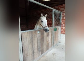 Quarab Mix, Klacz, 9 lat, 152 cm, Siwa w hreczce
