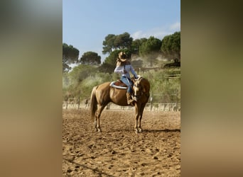 Quarab, Mare, 11 years, 15.2 hh, Palomino