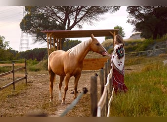 Quarab, Mare, 11 years, 15.2 hh, Palomino