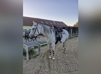 Quarab, Mare, 12 years, 14.1 hh, Grey