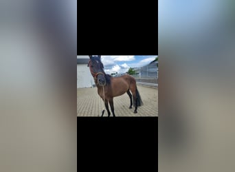 Quarab, Mare, 14 years, 14,2 hh, Grullo