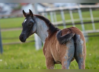 Quarab, Mare, 1 year, 15,1 hh, Roan-Blue