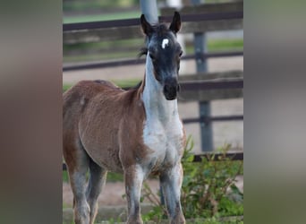 Quarab, Mare, 1 year, 15,1 hh, Roan-Blue
